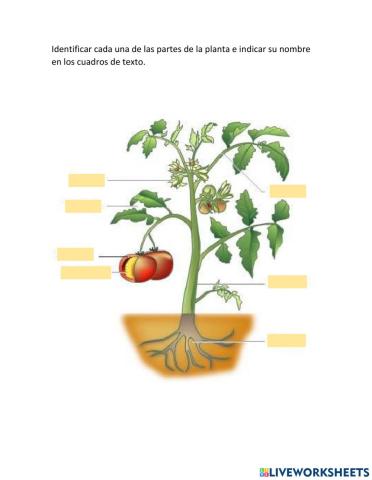 Partes de la planta