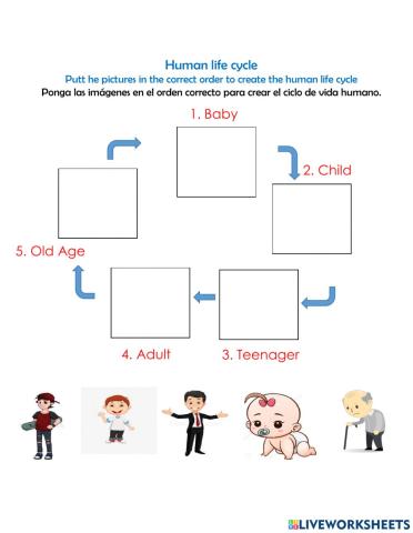 Human life cycle