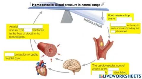 Homeostasis - regulation of blood pressure