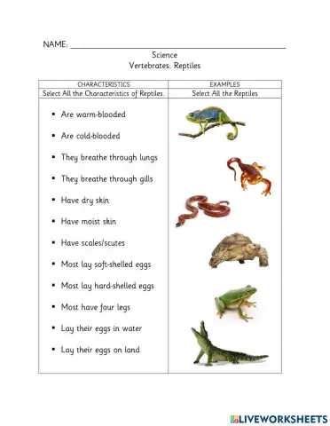 Vertebrates - Reptiles