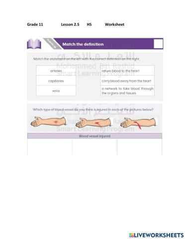 Types of blood vessels