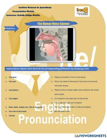Parts of the Human Voice System