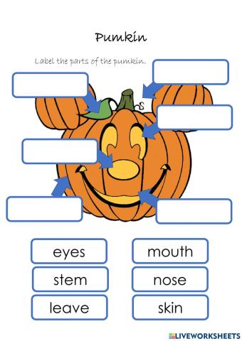 Label the pumpkin