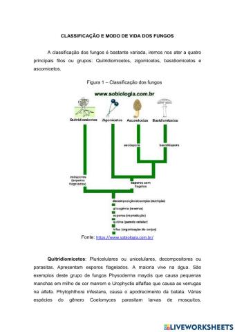 Classificação e modo de vida dos fungos