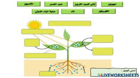 عملية البناء الضوئي