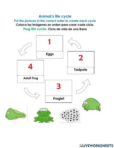 Frog and Butterfly life cycle
