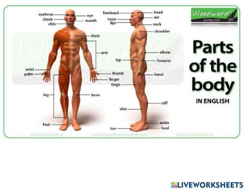 Parts of the body