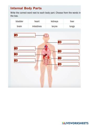 Internal Body Parts