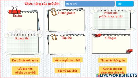 Phieu HT-Chuc nang cua protein