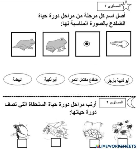 دورات الحيوانات
