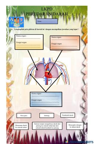 Organ peredaran darah