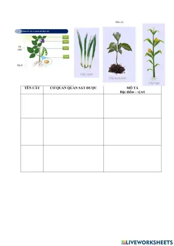 Bài 24 - khtn 6 pht 2 qs thực vật