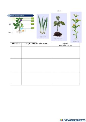 Bài 24 - khtn 6 pht 2 qs thực vật