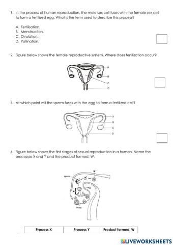 Yr - Fertilisation in Human