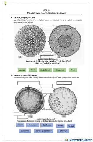 Struktur dan fungsi jaringan tumbuhan