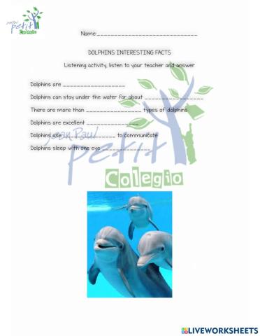 Dolphins interesting facts