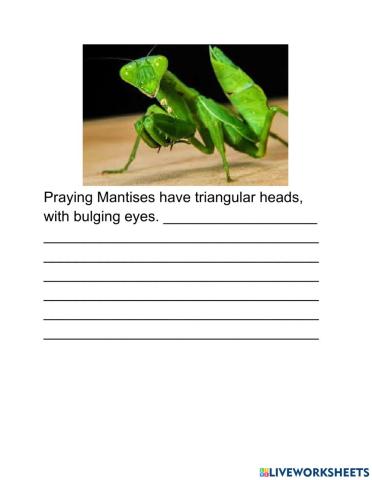 Praying Mantis Writing Prompt