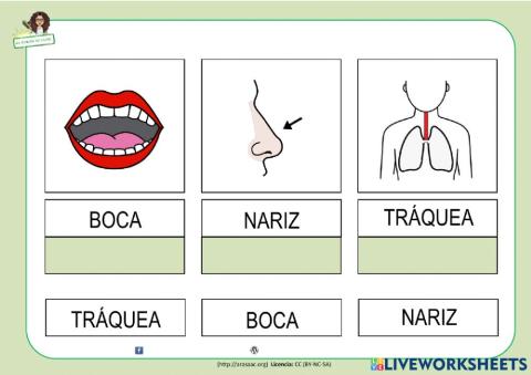 Lectura de palabras: aparato respiratorio