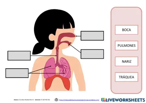 El aparato respiratorio