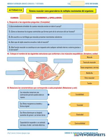 24. Sistema muscular