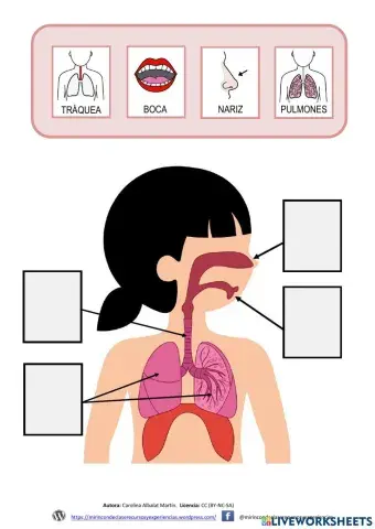 El aparato respiratorio