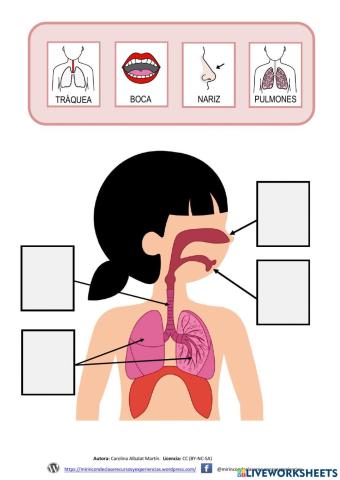 El aparato respiratorio