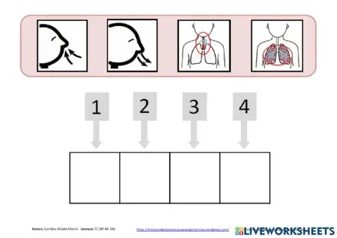 Aparato respiratorio: funcionamiento