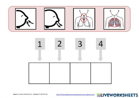 Aparato respiratorio: funcionamiento