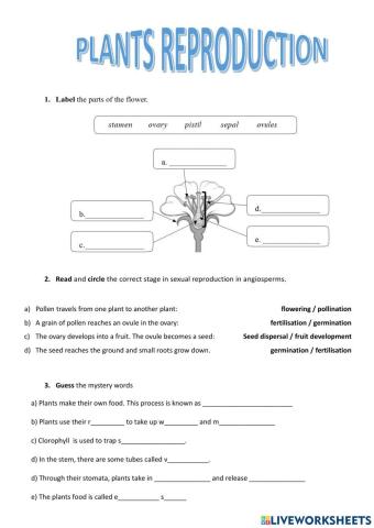 Plants Reproduction + photosynthesis