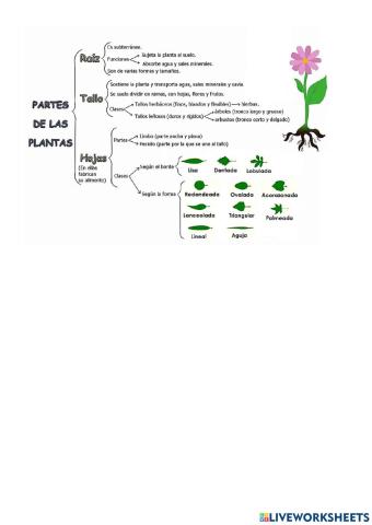 Partes plantas