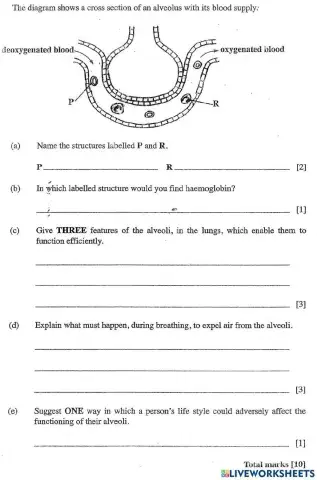 Gas exchange in the lungs