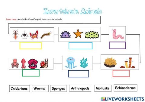 Classifying invertebrate animals