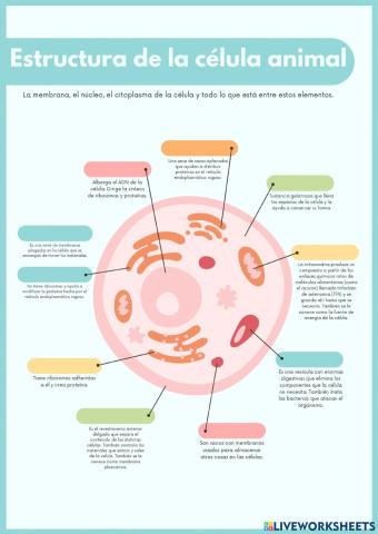 La celula Animal