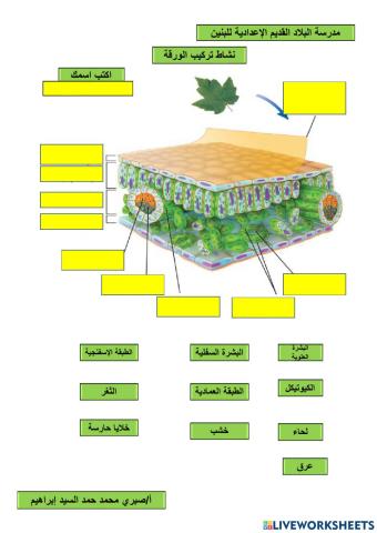 تركيب الورقة