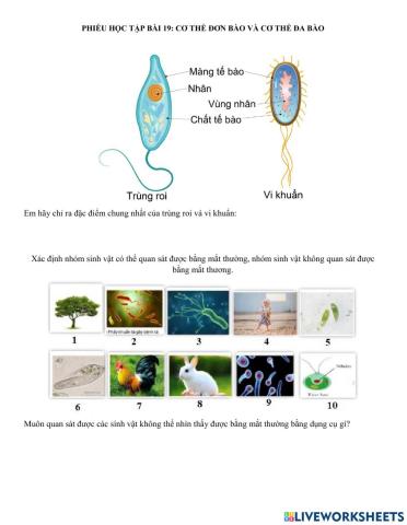 Phiếu học tập bài 19