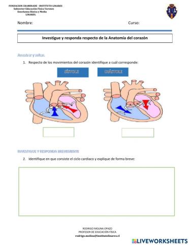 Anatomia del Corazón