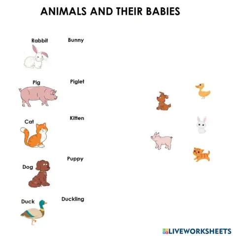 Animals and their babies
