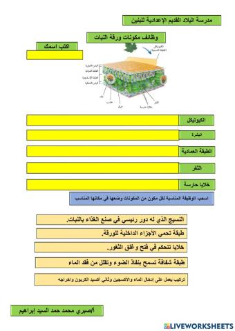 وظائف الورقة