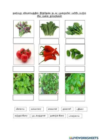 நீர்த்தேக்க நடவு முறையில் பயிரிடப்படும் தாவரங்கள்