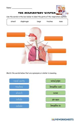 Respiratory System