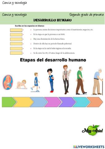 Etapas del desarrollo humano