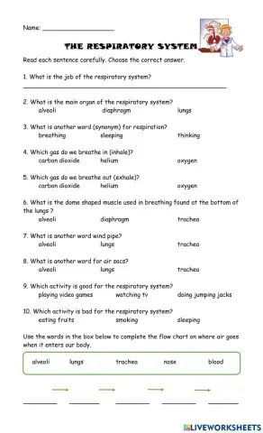 The Respiratory System