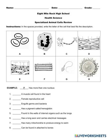 Specialized Animal Cells Review