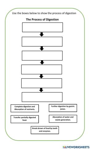 The Process of the Digestive Sysytem