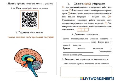 Головной мозг