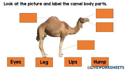 Nabi salleh & she camel