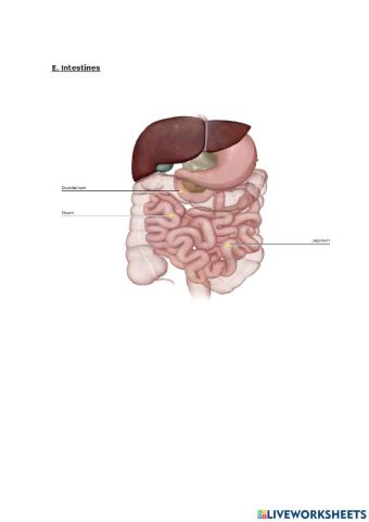 Intestines'