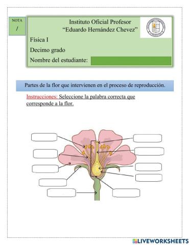 •	Reproducción de las angiospermas.
