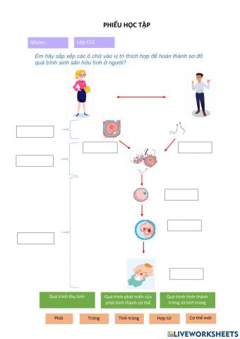 Quá trinh sinh sản hữu tính