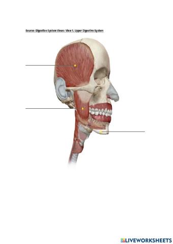 Upper digestive system